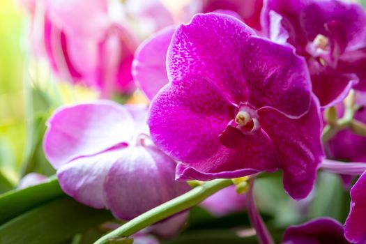 Beautiful blooming orchids in forest, On the bright sunshine