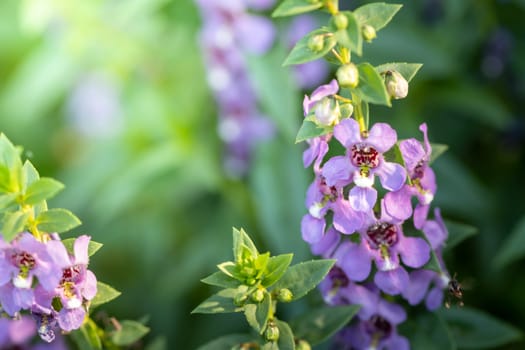 The background image of the colorful flowers, background nature