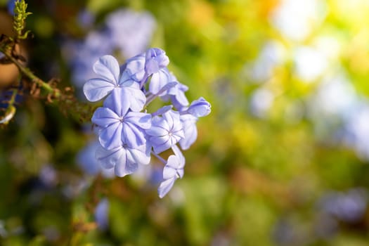 The background image of the colorful flowers, background nature