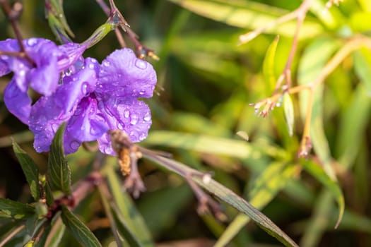 The background image of the colorful flowers, background nature