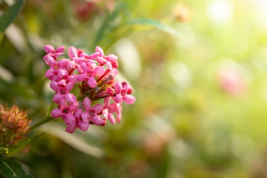 The background image of the colorful flowers, background nature