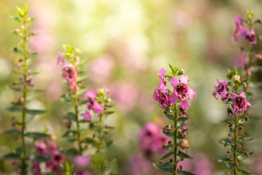 The background image of the colorful flowers, background nature