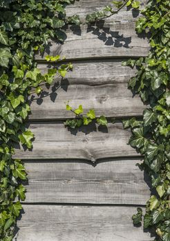 Wood horizontal plants with a green leaves of plants in a sun light. Copy space for text or image. Natural background texture. Mock up