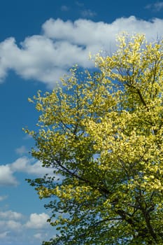 A bright green tree under clear blue skies