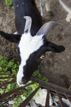 Close up of goat's eye. Close up of a goat's nose and mouth. A curious goat looks at the camera. Close-up of a white black goat looking into the camera. Farm