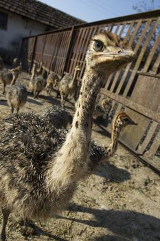 Ostrich head close up in ostrich farm. Ostriches in the paddock on the farm. Very interesting and interested ostriches. Funny and strange ostrich looks into the frame with surprise. Little ostrich looking in the camera