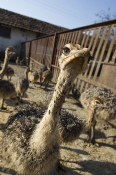 Ostrich head close up in ostrich farm. Ostriches in the paddock on the farm. Very interesting and interested ostriches. Funny and strange ostrich looks into the frame with surprise. Little ostrich looking in the camera