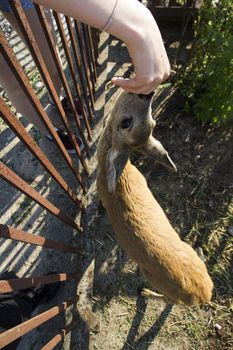 Young deer roe baby. Human feed a roe from his hand. Farm