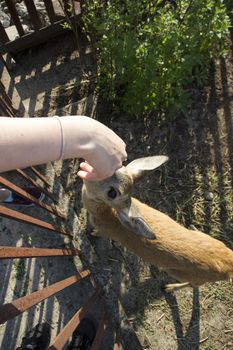 Young deer roe baby. Human feed a roe from his hand. Farm