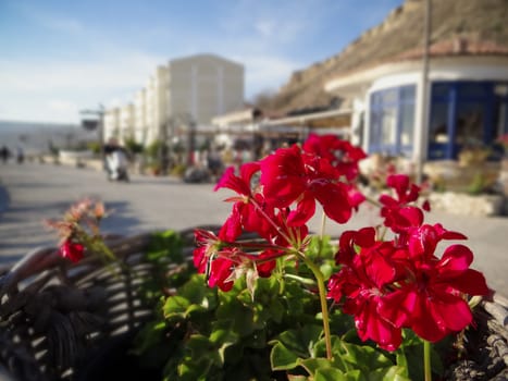 A red flowers lighted by the summer sunbeams and a blurry background.