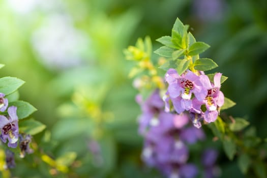 The background image of the colorful flowers, background nature