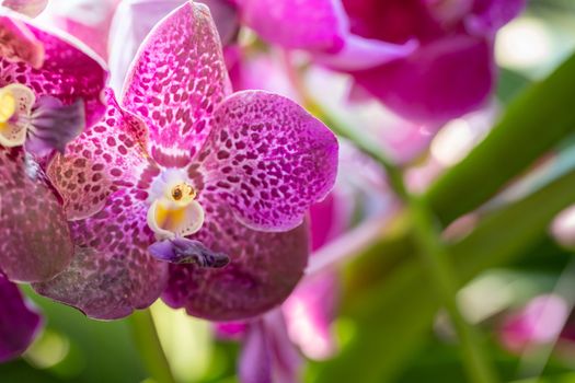 Beautiful blooming orchids in forest, On the bright sunshine