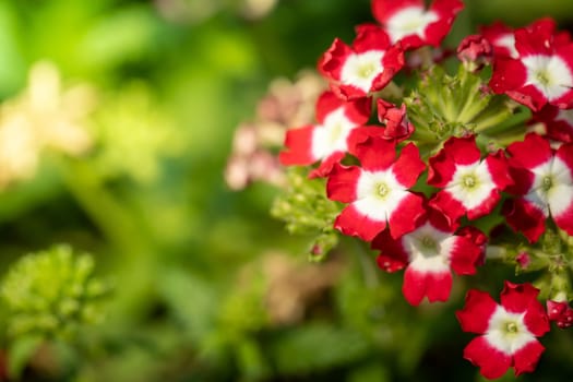 The background image of the colorful flowers, background nature