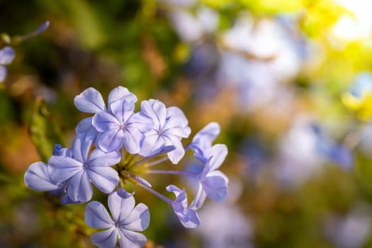 The background image of the colorful flowers, background nature