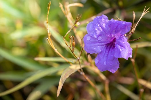 The background image of the colorful flowers, background nature