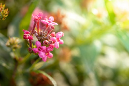 The background image of the colorful flowers, background nature