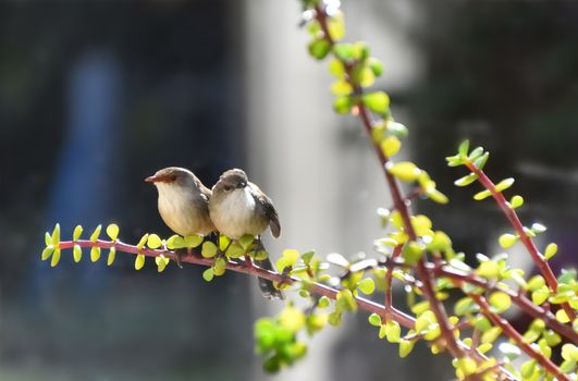 Two Superb Fairy-Wren sitting in a Money Tree