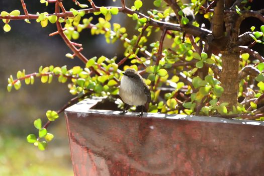 Two Superb Fairy-Wren sitting in a Money Tree