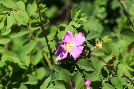 A pink flower on a plant