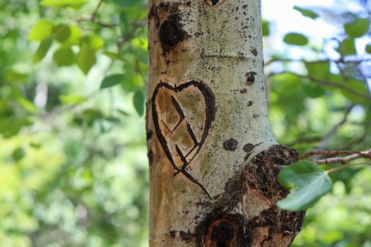 heart shape in tree