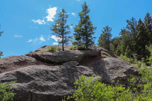 A tree on top of rock face