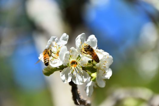 Bees pollinating white fruit flowers