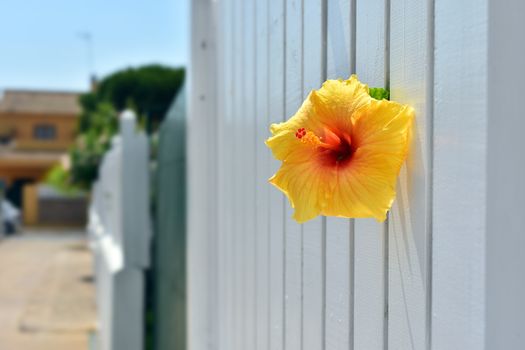 Flower that tries to survive through the fence. life makes its way