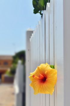 Flower that tries to survive through the fence. life makes its way