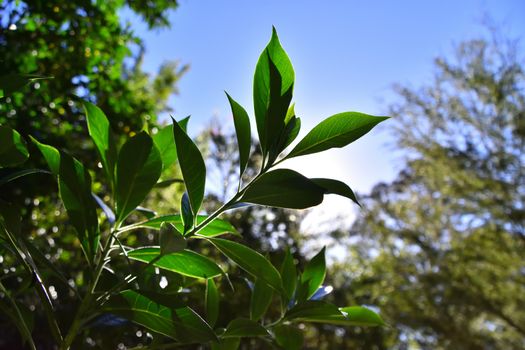 Green lemon leaves shining in the sun