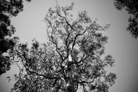 Looking up at an Australian eucalyptus tree