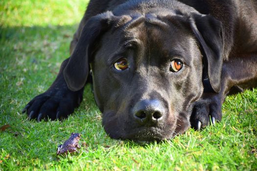 A frog and black Labrador on grass