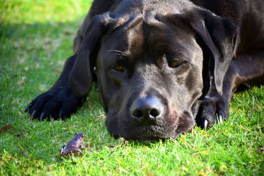 A frog and black Labrador on grass