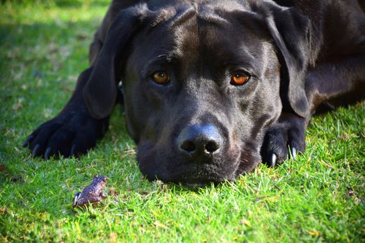 A frog and black Labrador on grass