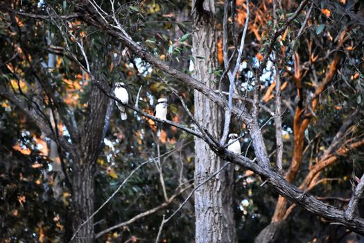 Three kookaburras in a tree