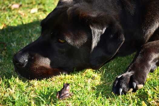 A frog and black Labrador on grass