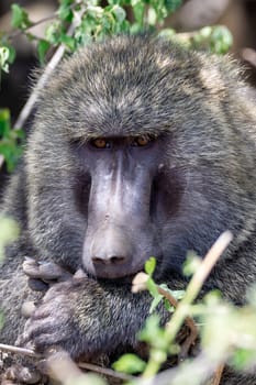 wild monkey Olive baboon, Papio anubis, near Awash waterfalls, Ethiopia, Africa safari wildlife