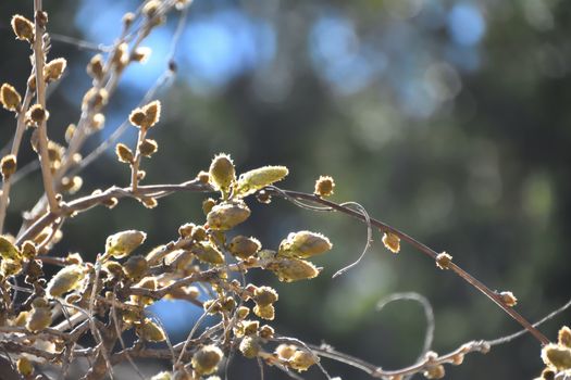 A wisteria plant before bloom