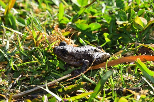 Peron`s Tree Frog in grass