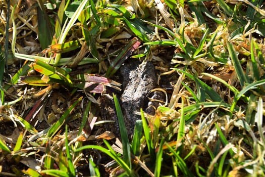 Peron`s Tree Frog in grass