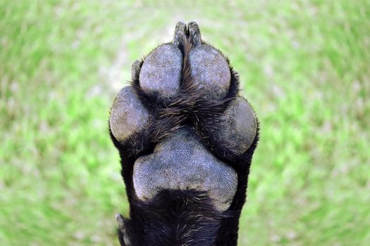 Dog paw foot pad