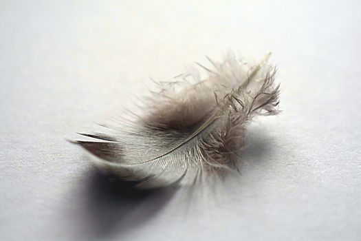 A small white and grey feather