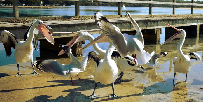 Pelicans and seagulls at the beach