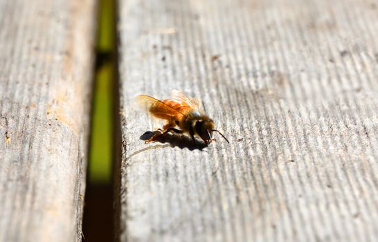 A single bee on a wooden table