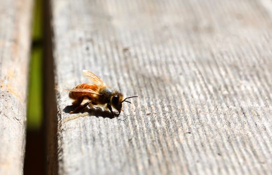 A single bee on a wooden table