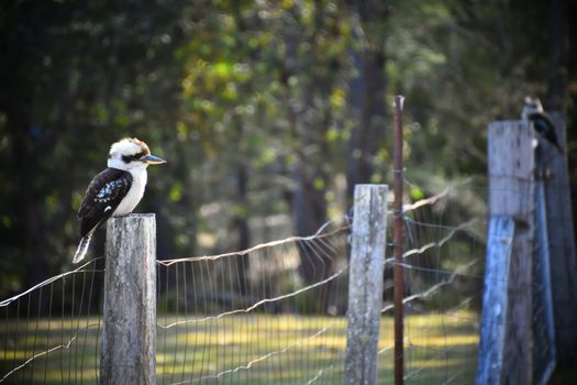 A kookaburra sitting on a wire fence