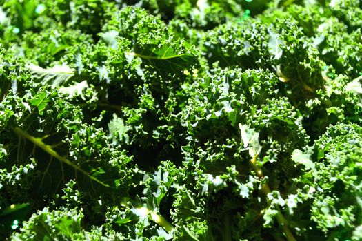 Organic winter kale freshly picked