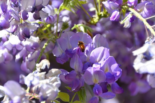 A bee on a purple wisteria plant