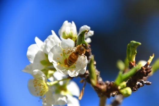 Bees pollinating white fruit flowers