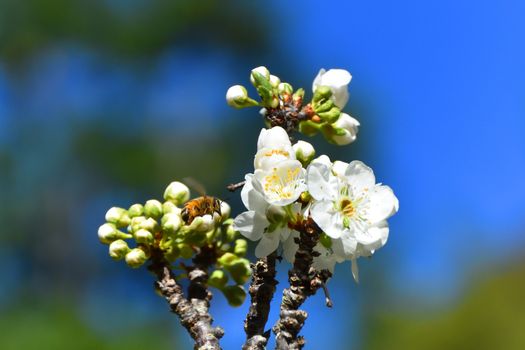 Bees pollinating white fruit flowers