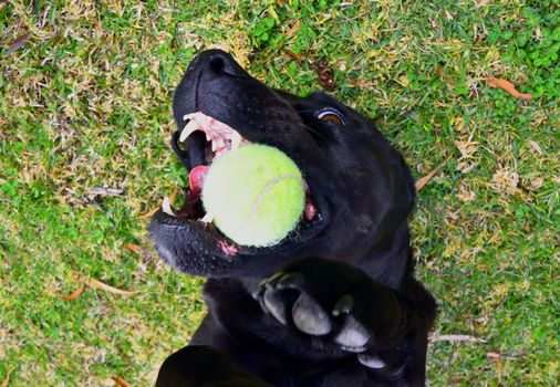 A black Labrador laying on his back, playing with a tennis ball